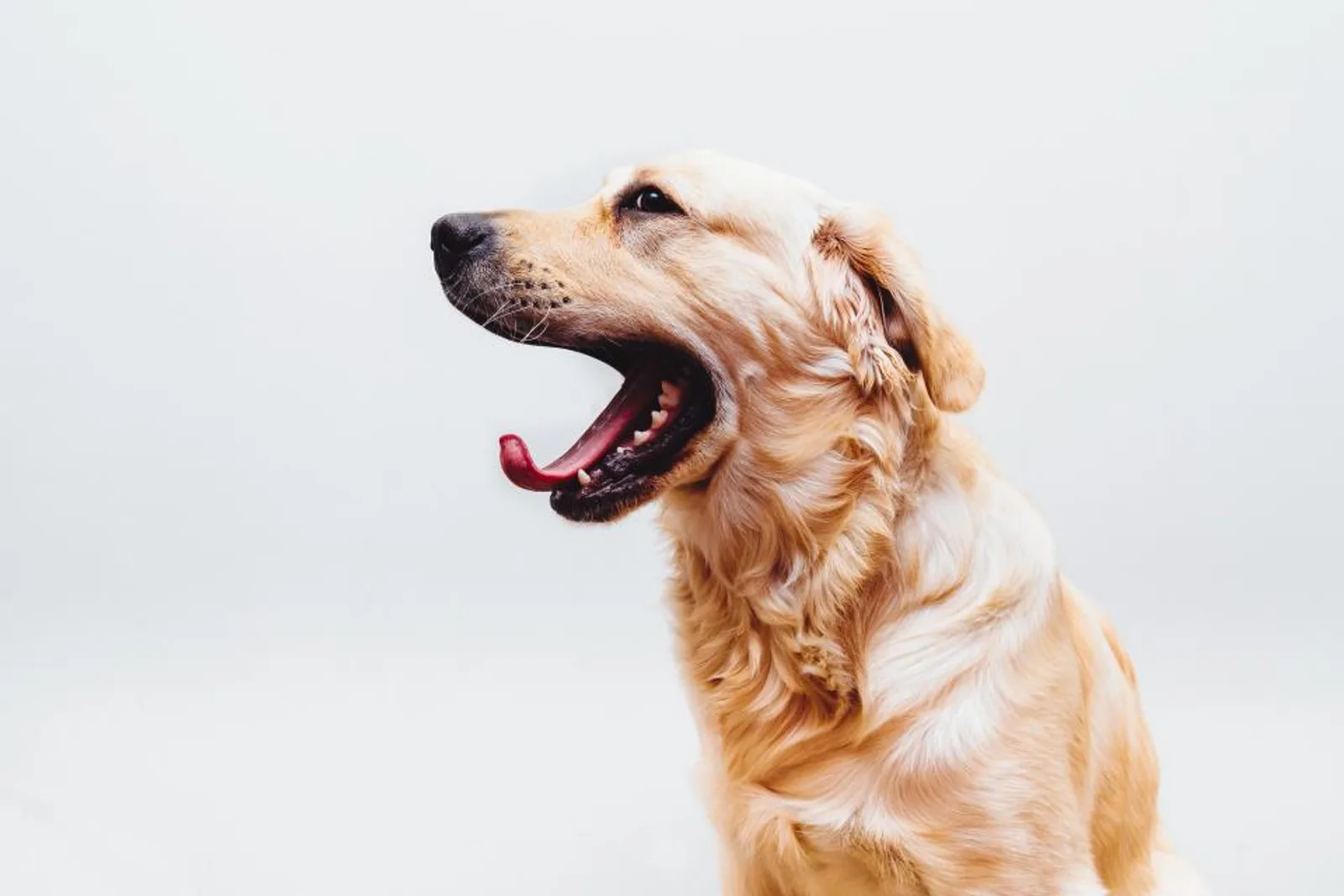 Chien golden retriever