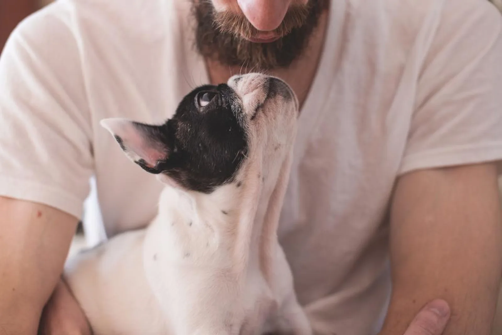 Propriétaire tenant son chien