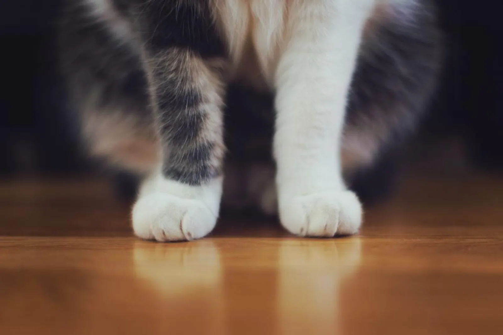Chat sur un parquet