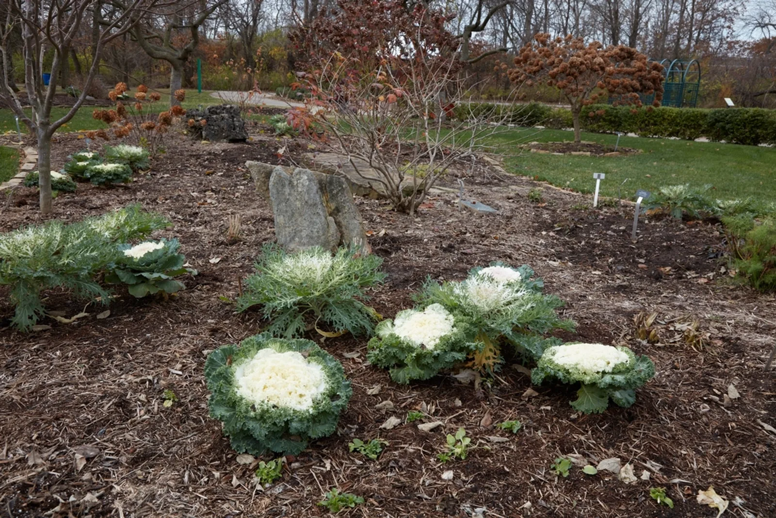 Massif planté dans un jardin