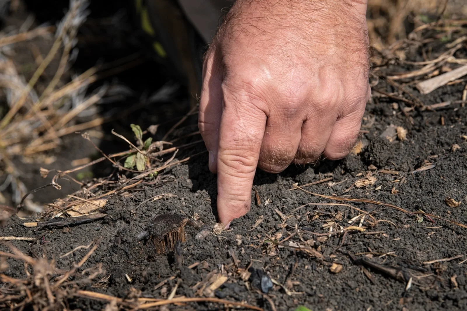 Mains plantant en pleine terre