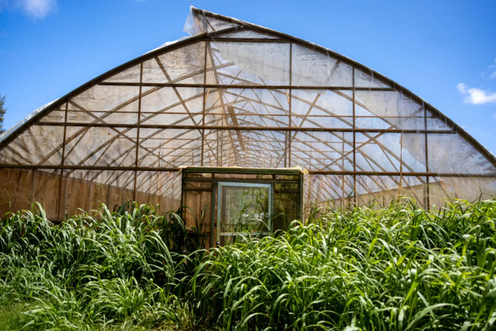 Serre de production végétale