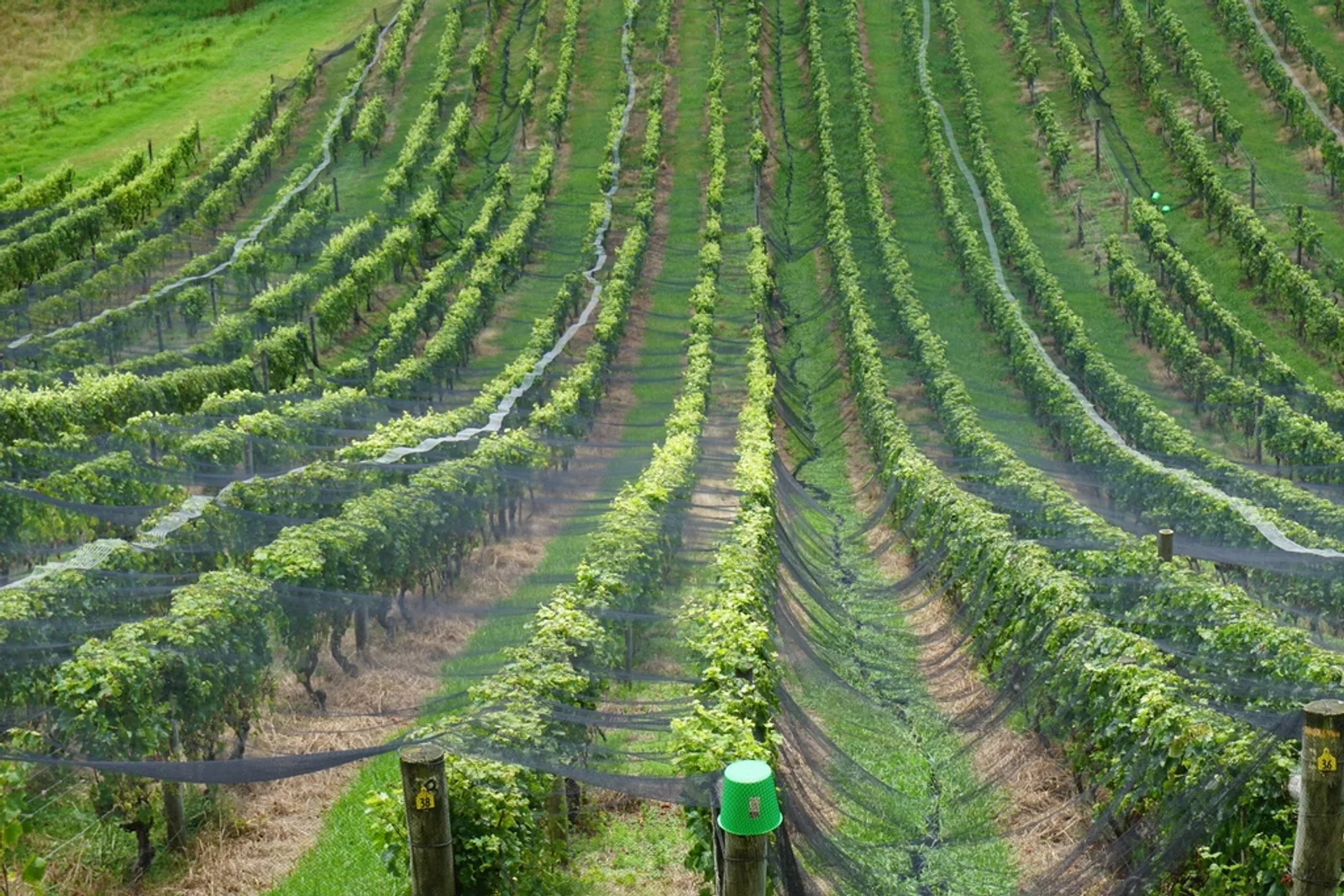 Vignes en rangs